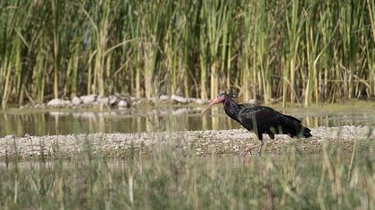 Northern Bald Ibis