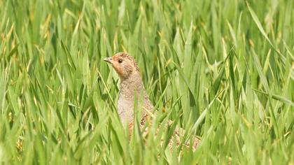 Grey Partridge