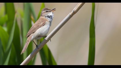 Paddyfield Warbler