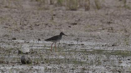 Spotted Redshank