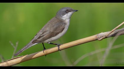 Lesser Whitethroat