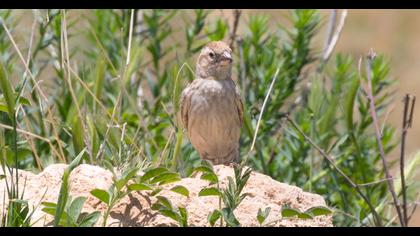 Rock Sparrow
