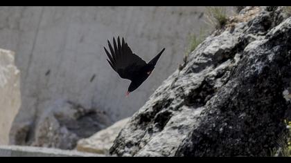 Red-billed Chough