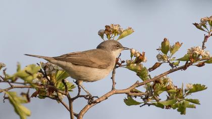 Lesser Whitethroat