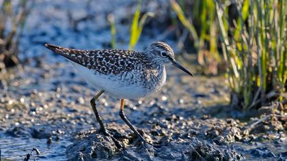 Wood Sandpiper