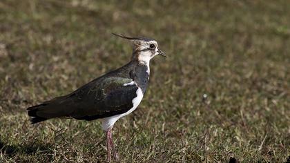 Northern Lapwing