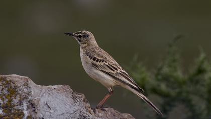 Tawny Pipit