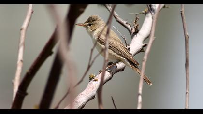 Eastern Olivaceous Warbler