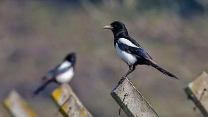 Eurasian Magpie