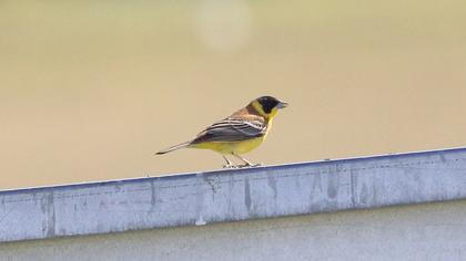 Black-headed Bunting