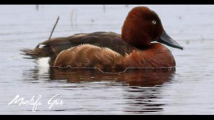 Ferruginous Duck