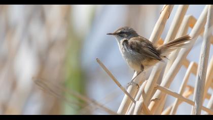 Moustached Warbler