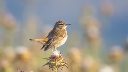 Rufous-tailed Scrub Robin
