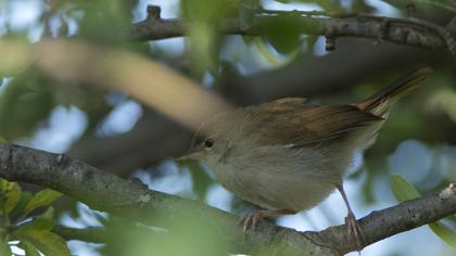 Common Nightingale