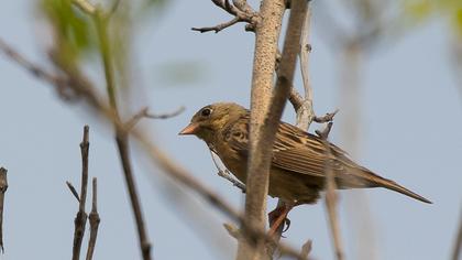 Cretzschmar`s Bunting
