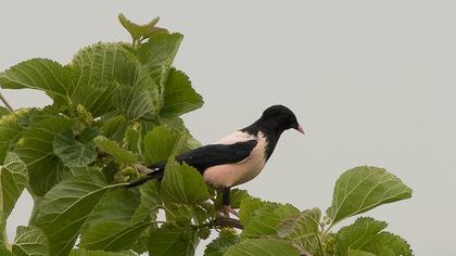 Rosy Starling