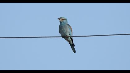 European Roller