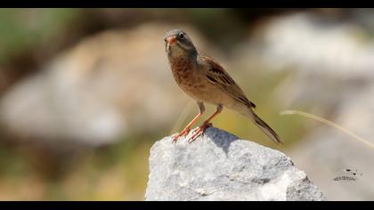 Grey-necked Bunting