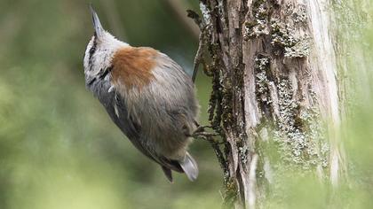 Krüper`s Nuthatch