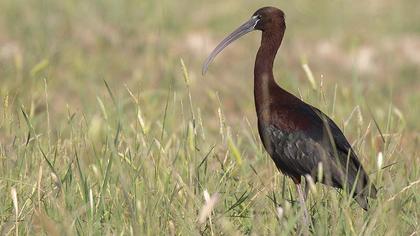 Glossy Ibis