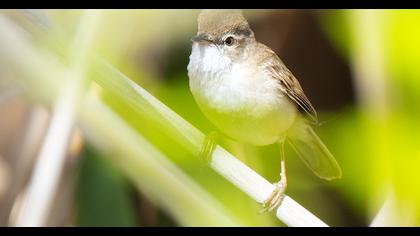 Paddyfield Warbler
