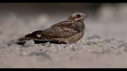 European Nightjar