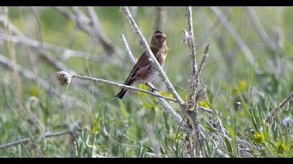 Eurasian Crimson-winged Finch