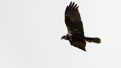 Western Marsh Harrier