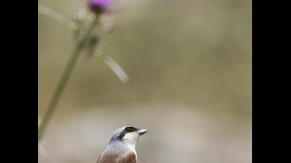Red-backed Shrike