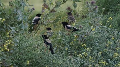 Rosy Starling