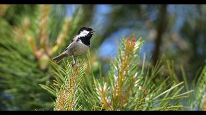 Coal Tit