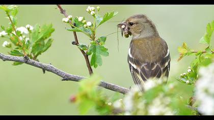 Common Chaffinch