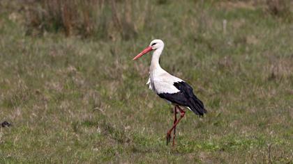 White Stork
