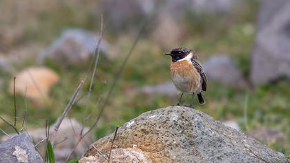 European Stonechat
