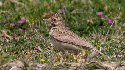 Crested Lark