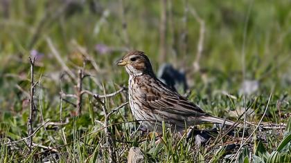 Corn Bunting