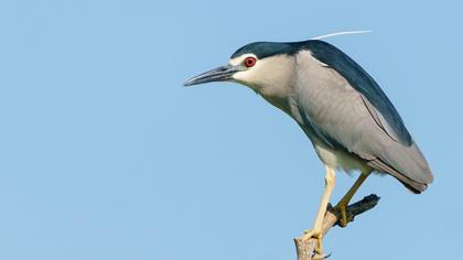 Black-crowned Night Heron