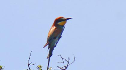 European Bee-eater
