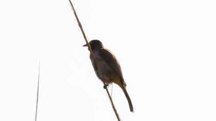 White-spectacled Bulbul