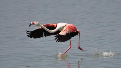 Greater Flamingo