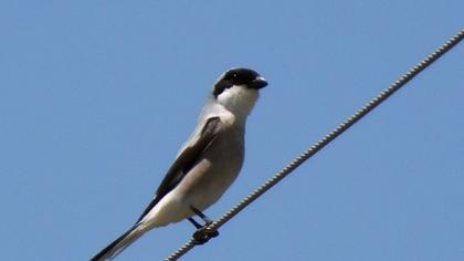 Lesser Grey Shrike