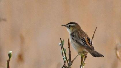Sedge Warbler