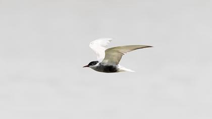 Whiskered Tern