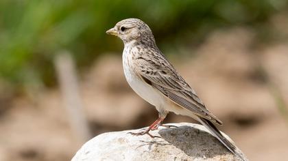 Turkestan Short-toed Lark