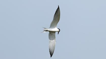 Gull-billed Tern