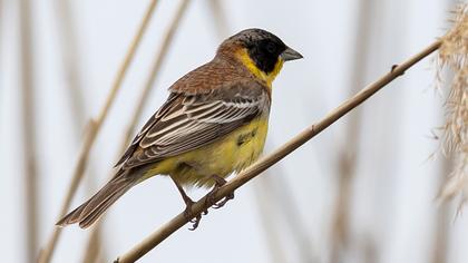 Black-headed Bunting