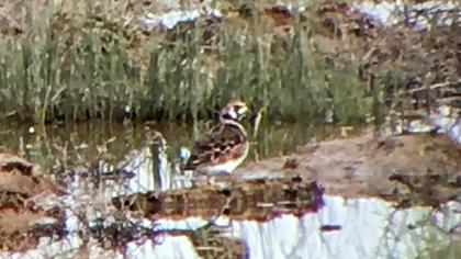 Ruddy Turnstone