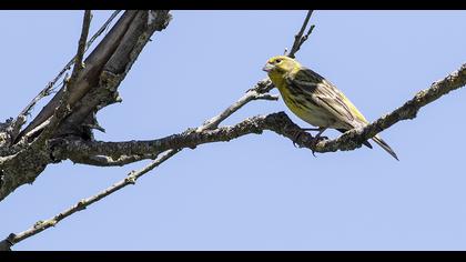 European Serin