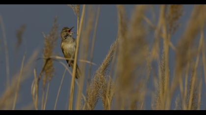 Great Reed Warbler