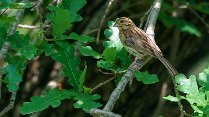 Cirl Bunting